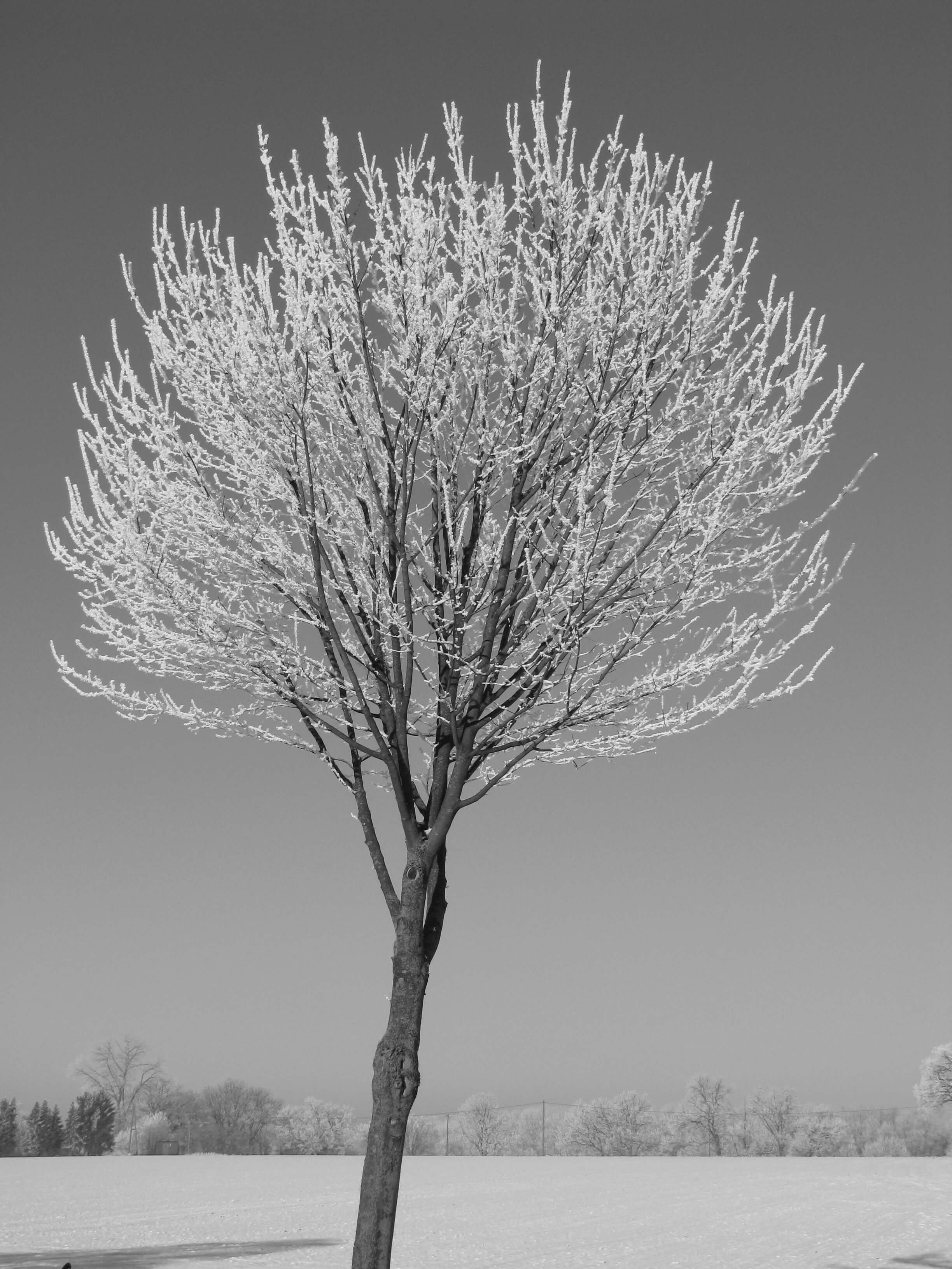Einzelner Winterbaum
